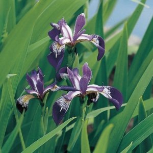 Amerikaanse iris (Iris versicolor) moerasplant - 6 stuks