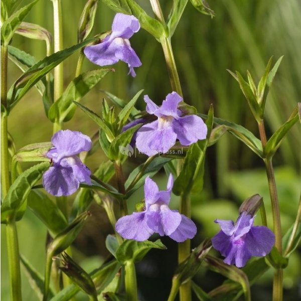 Blauwe maskerbloem (Mimulus ringens) moerasplant (6-stuks)