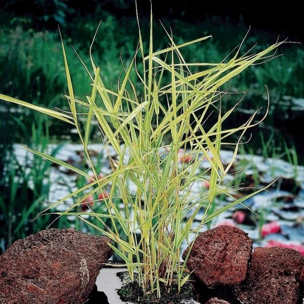 Bont riet (Phragmites Australis “variegata”) moerasplant - 6 stuks