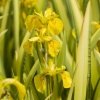 Bonte gele iris (Iris pseudacorus “variegata”) moerasplant (6-stuks)