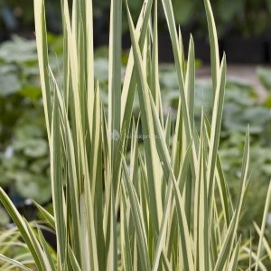 Bonte kalmoes (Acorus calamus “variegatus”) moerasplant (6-stuks)
