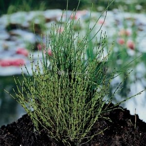 Dwergholpijp (Equisetum scirpoides) moerasplant - 6 stuks