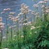 Echte valeriaan (Valeriana officinalis) moerasplant - 6 stuks