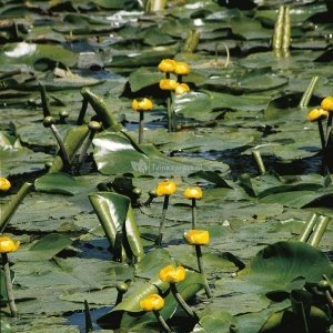 Gele plomp (Nuphar lutea) waterlelie (6-stuks)