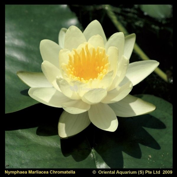 Gele waterlelie (Nymphaea “Marliacea Chromatella”) waterlelie (6-stuks)