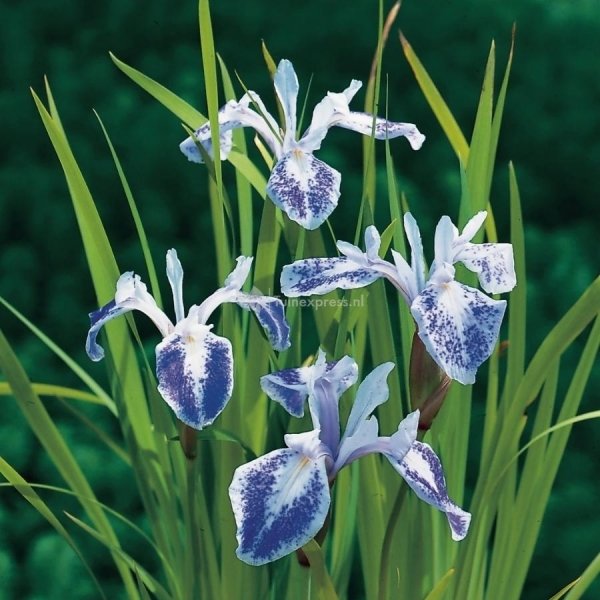 Gevlekte Japanse iris (Iris laevigata “Mottled Beauty”) moerasplant - 6 stuks