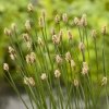 Gewone waterbies (Eleocharis palustris) moerasplant (6-stuks)