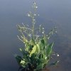 Grote waterweegbree (Alisma plantago-aquatica) moerasplant - 6 stuks