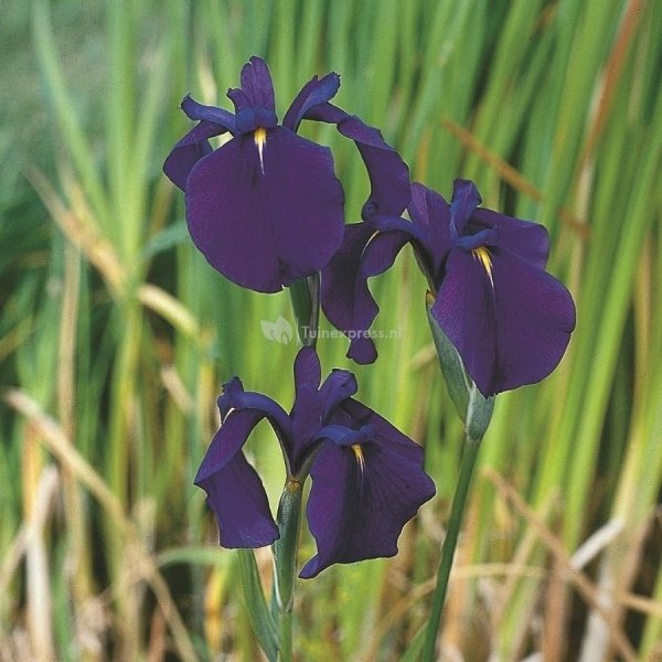 Japanse iris (Iris ensata) moerasplant - 6 stuks