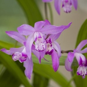 Japanse orchidee (Bletilla striata) moerasplant - 6 stuks