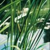 Kalmoes (Acorus calamus) moerasplant (6-stuks)
