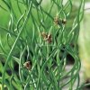 Krulpitrus (Juncus effusus “spiralis”) moerasplant - 6 stuks