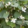 Moerasanemoon (Houttuynia cordata) moerasplant - 6 stuks