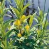 Moeraswederik (Lysimachia thyrsiflora) moerasplant - 6 stuks