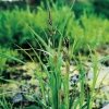 Oeverzegge (Carex riparia) moerasplant - 6 stuks