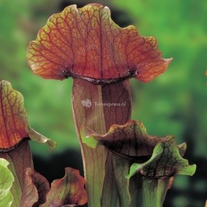 Oranjebruine trompetbekerplant (Sarracenia “Maroon”) moerasplant - 6 stuks