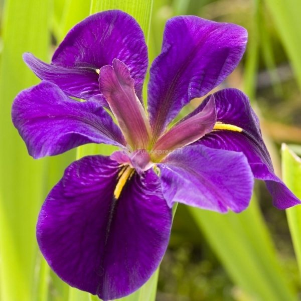 Paarse Japanse iris (Iris “Black Gamecock”) moerasplant - 6 stuks