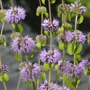 Polei (Mentha pulegium) moerasplant - 6 stuks