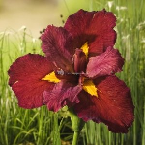 Rode Japanse iris (Iris Louisiana Ann Chowning) moerasplant - 6 stuks