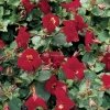 Rode maskerbloem (Mimulus “Bonfire red”) moerasplant (6-stuks)