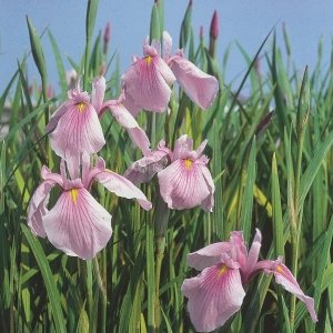 Roze Japanse iris (Iris laevigata “Rose Queen”) moerasplant - 6 stuks