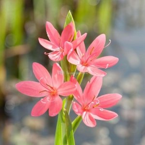 Roze kafferlelie (Schizostylis coccinea “Mrs Hegarty”) moerasplant (6-stuks)