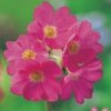 Roze sleutelbloem (Primula rosea) moerasplant - 6 stuks