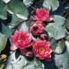 Roze waterlelie (Nymphaea James Brydon) waterlelie - 6 stuks