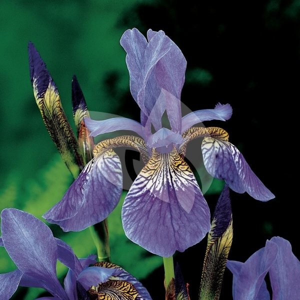Siberische iris (Iris Sibirica) moerasplant - 6 stuks