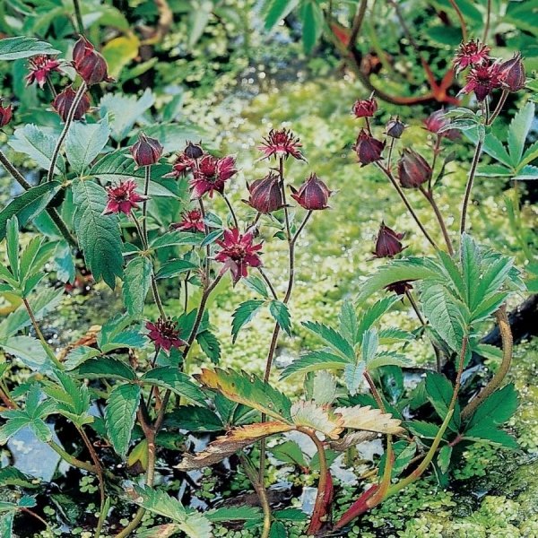 Wateraardbei (Potentilla palustris) moerasplant (6 stuks)