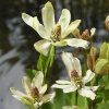 Wateranemoon (Anemopsis Californica) moerasplant - 6 stuks