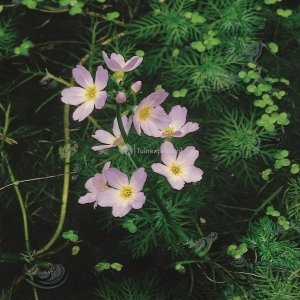 Waterviolier (Hottonia palustris) zuurstofplant - 10 stuks