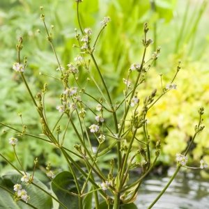 Waterweegbree (Alisma parviflora) moerasplant (6-stuks)