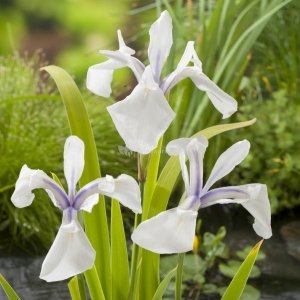 Witte Japanse iris (Iris Laevigata “Snowdrift”) moerasplant - 6 stuks