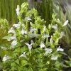 Witte Virginische lobelia (Lobelia siphilitica “Alba”) moerasplant - 6 stuks