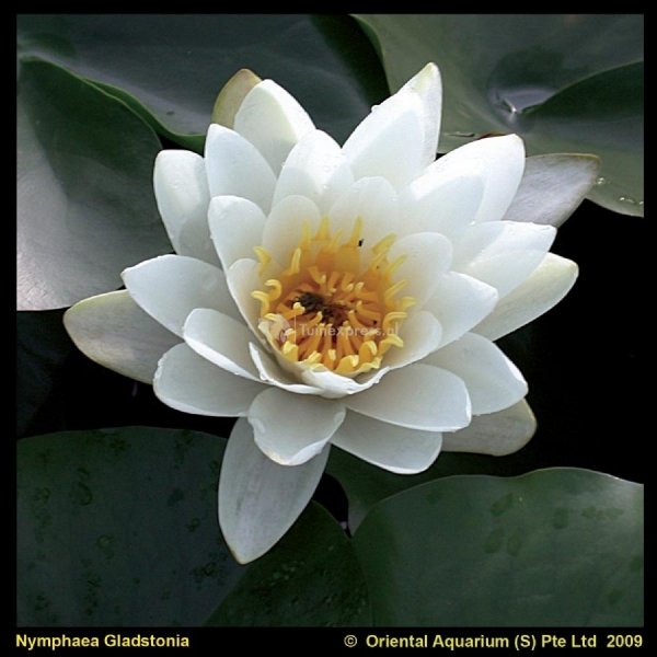Witte waterlelie (Nymphaea Gladstoniana) waterlelie - 6 stuks