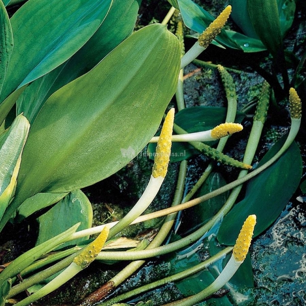 Goudknots (Orontium aquaticum) moerasplant (6-stuks)